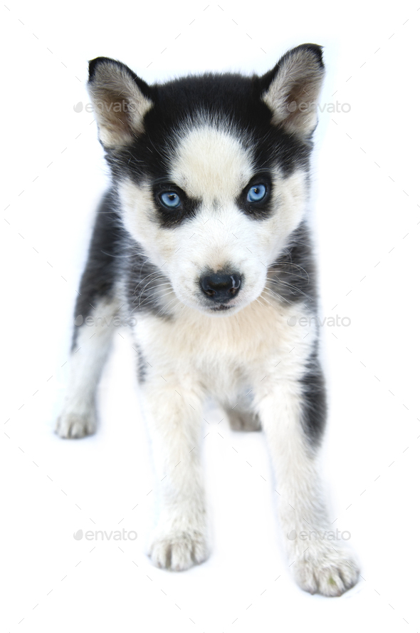 Siberian Husky Puppy Stock Photo By Perutskyy | PhotoDune